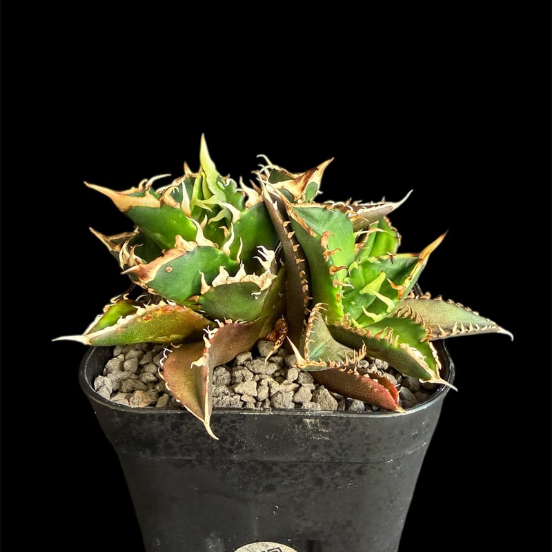 アガベ チタノタ レッドキャットウィーズ多頭 ゴリ90 | HANDS PLANTS