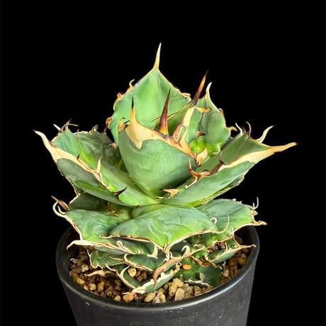 アガベチタノタハデス | STORES