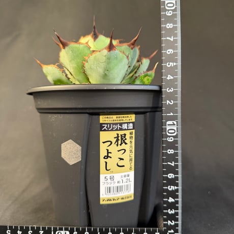 アガベ　チタノタ　シャークソード　5号 32