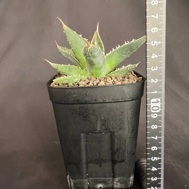 アガベ チタノタ シャークソード a30 | HANDS PLANTS