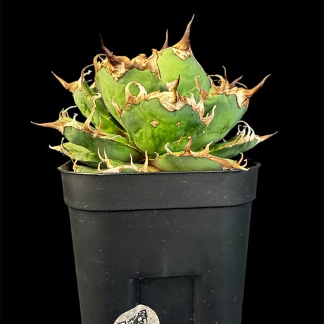 アガベ　シーザー アガベ・チタノタ シーザー/凱撒（芽）-062｜agave titanota caesar |