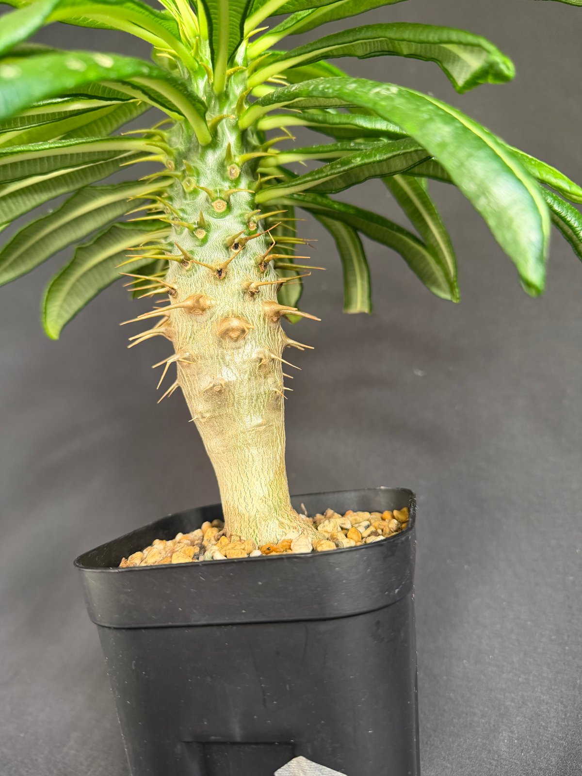 パキポディウム・アンボンゲンセ実生 k88 | HANDS PLANTS