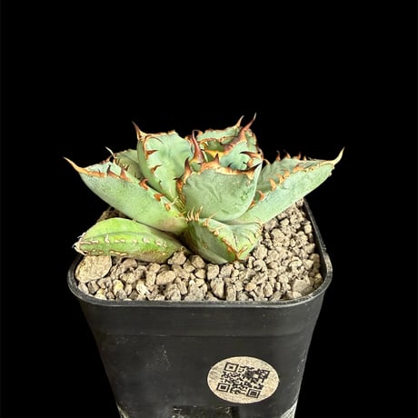 チタノタ | STORES