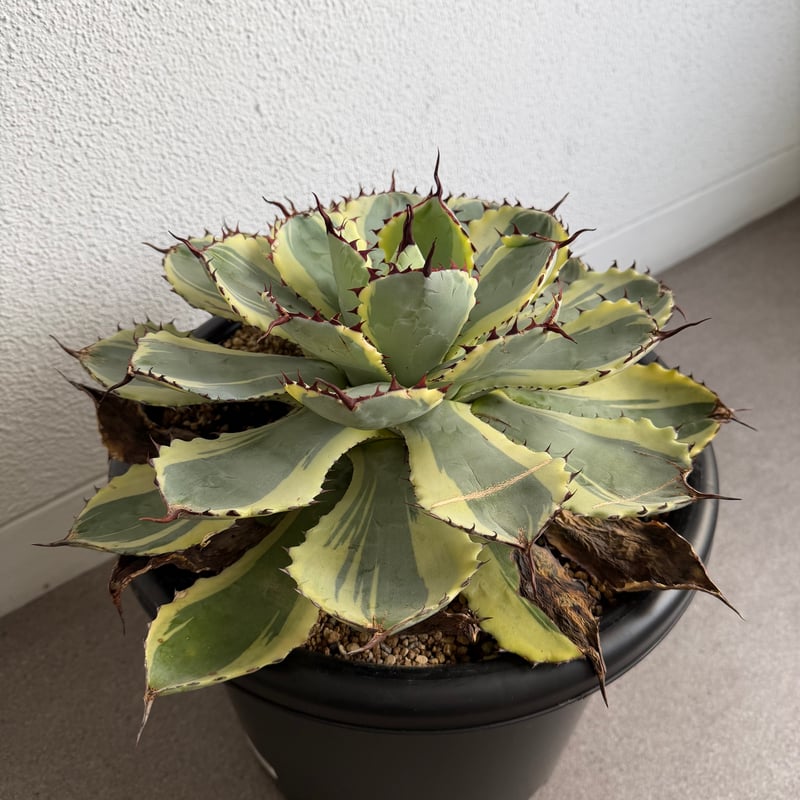 アガベ 吉祥冠錦 大株G | HANDS PLANTS