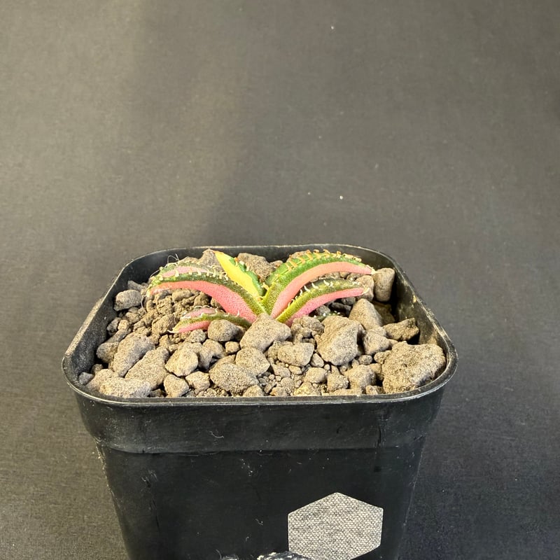 アガベ チタノタ 白豪刺中斑錦明錦 ⑥ | HANDS PLANTS