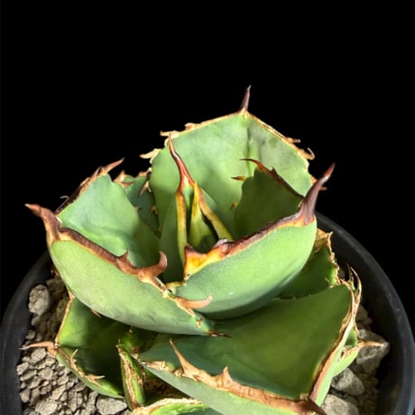 ジャガーノート | STORES