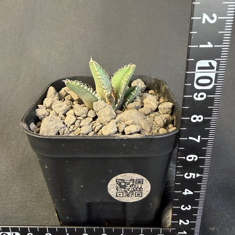 アガベ チタノタ 鰐亀（ワニガメ）子株 | HANDS PLANTS