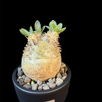パキポディウム属 品種不明 発根済 良型 塊根植物   158