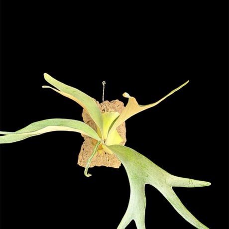 ピグマエア現地球XL ピグマエア現地球XL 2025年最新】ピグマエア 現地球の人気アイテム