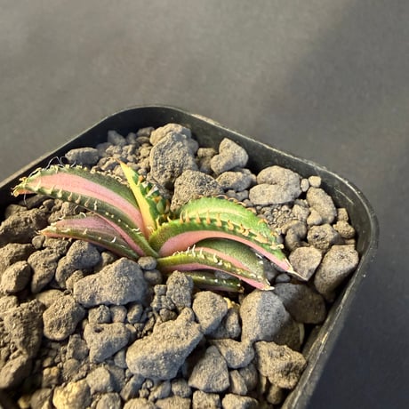 アガベ　チタノタ　白豪刺中斑錦明錦 ⑥