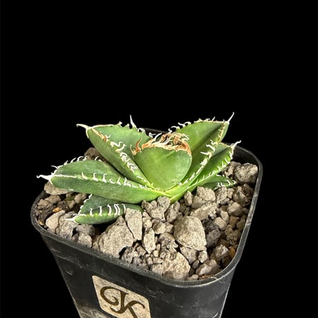 ホオジロザメ | STORES