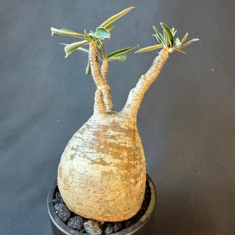パキポディウムグラキリス 現地株　発根済　m248