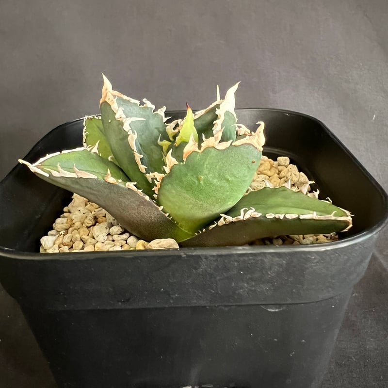 アガベ チタノタ 狼人 | HANDS PLANTS