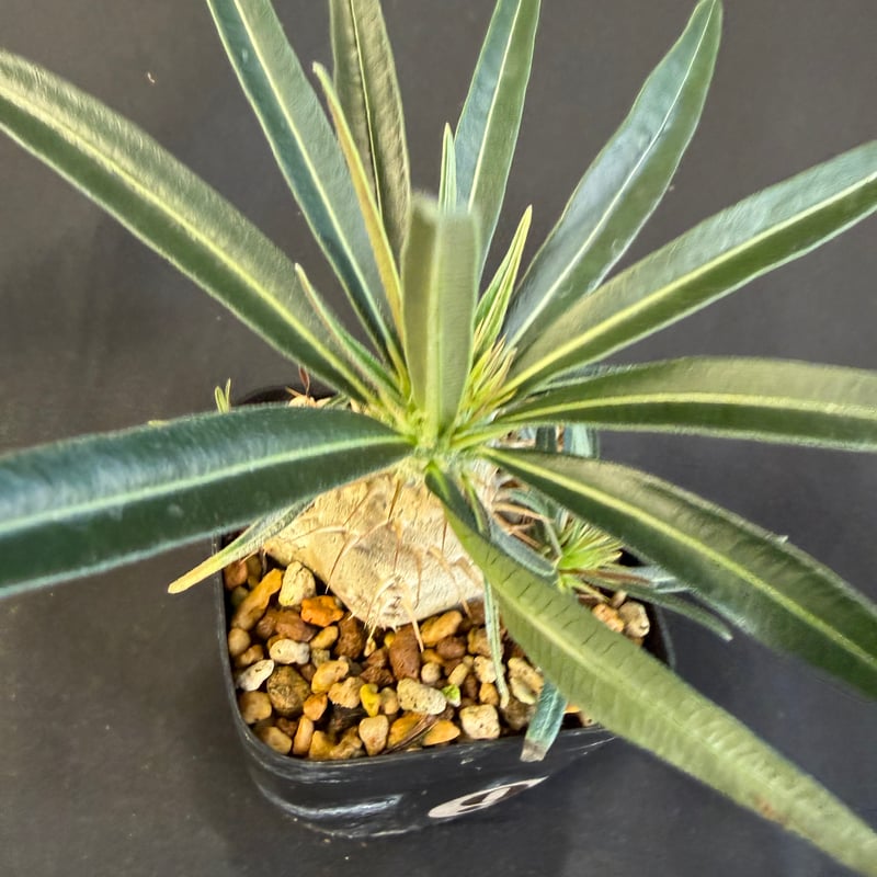 グラキリス 実生 Ⅺ 13 | HANDS PLANTS