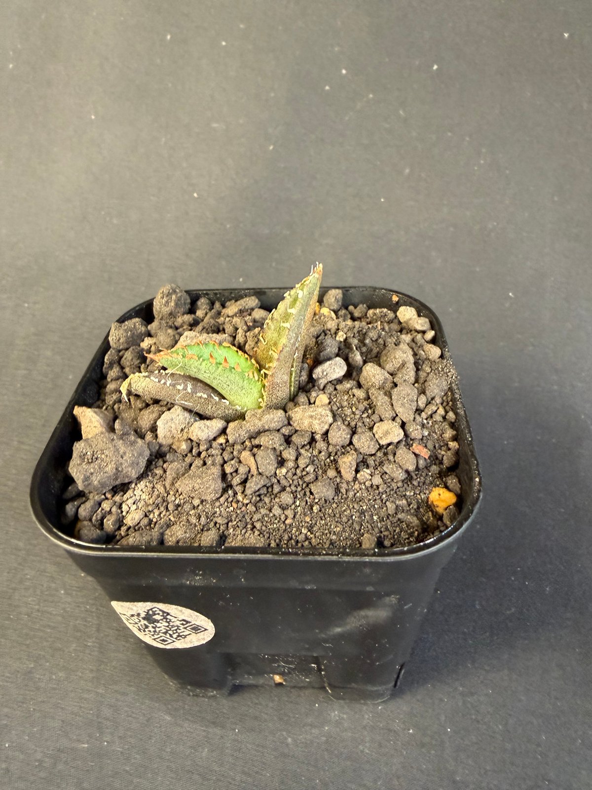 アガベ チタノタ 氷雹（ひょうひょう)子株 | HANDS PLANTS