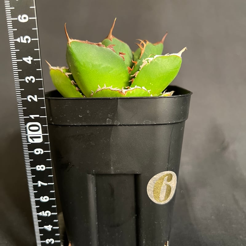 アガベ チタノタ 窮奇 アガベ チタノタ 窮奇 | HANDS PLANTS