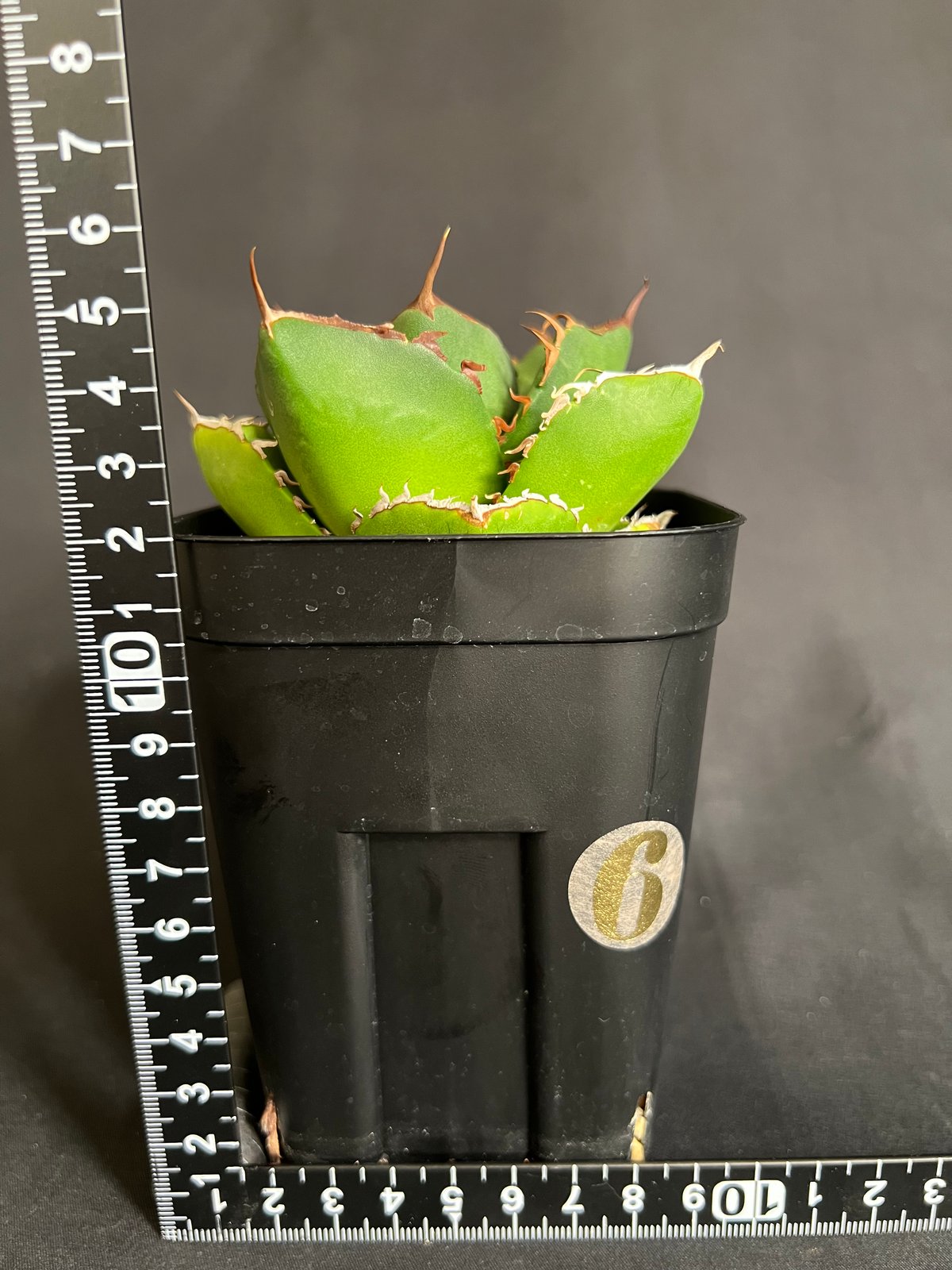 アガベ チタノタ 窮奇 ③30 | HANDS PLANTS