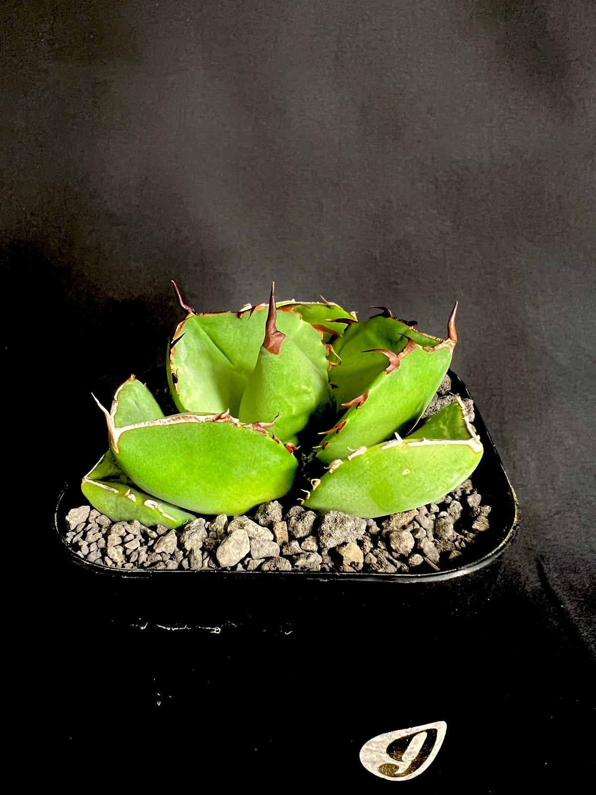 アガベ チタノタ 純血ジャガーノート | HANDS PLANTS