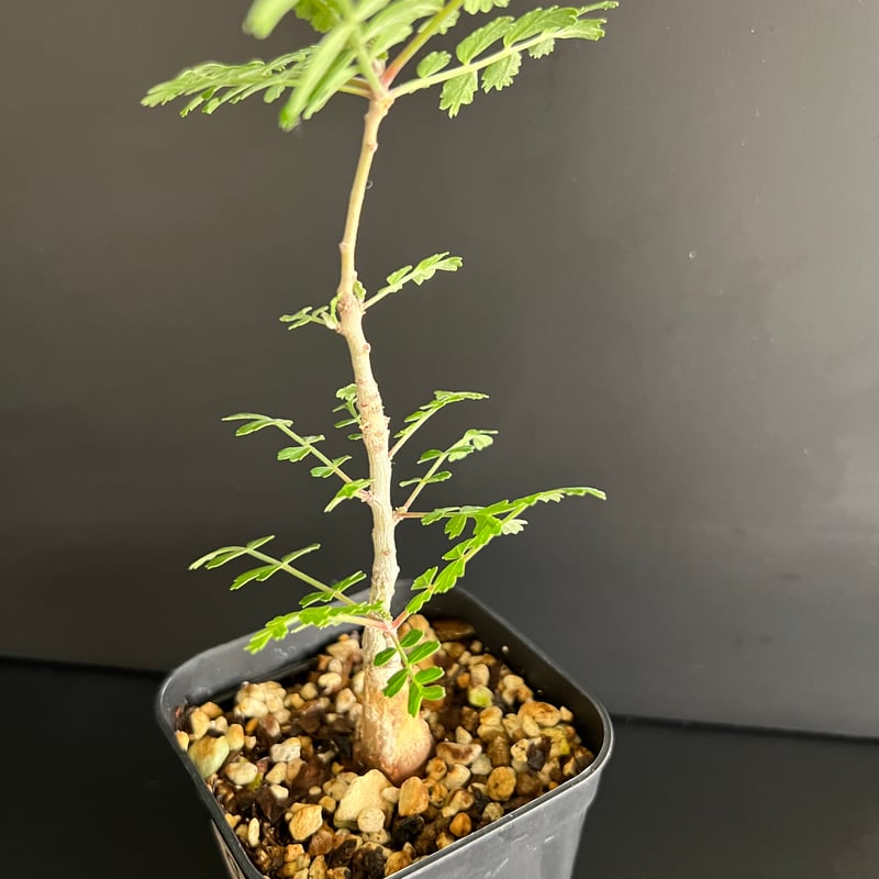 パキコルムス ディスカラー (象の木) H | HANDS PLANTS