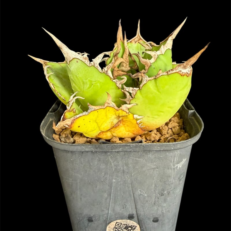 アガベ チタノタ 白鯨 ライムグリーン58 | HANDS PLANTS