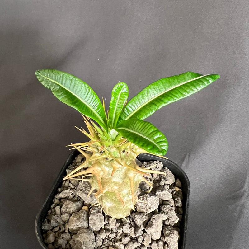 パキポディウム・アンボンゲンセ実生 ④ | HANDS PLANTS