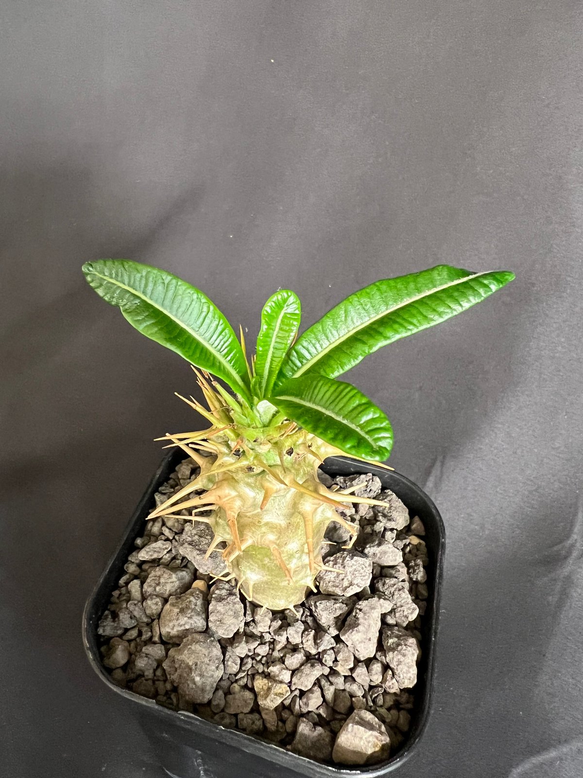 パキポディウム・アンボンゲンセ実生 ④ | HANDS PLANTS