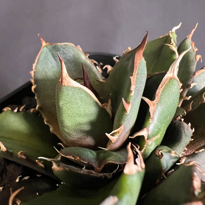 み*）様 多肉植物・アガベ・チタノタ・【特選】オルカ天芽・斑入り コレクション株 み*）様 多肉植物・アガベ・チタノタ・【特選】オルカ天芽