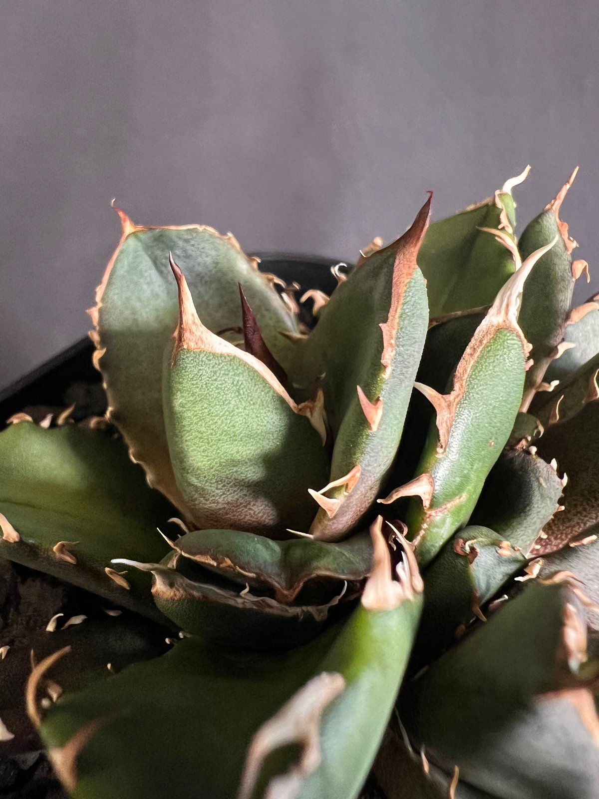 アガベ チタノタ 鬼爪 多頭 10532 | HANDS PLANTS