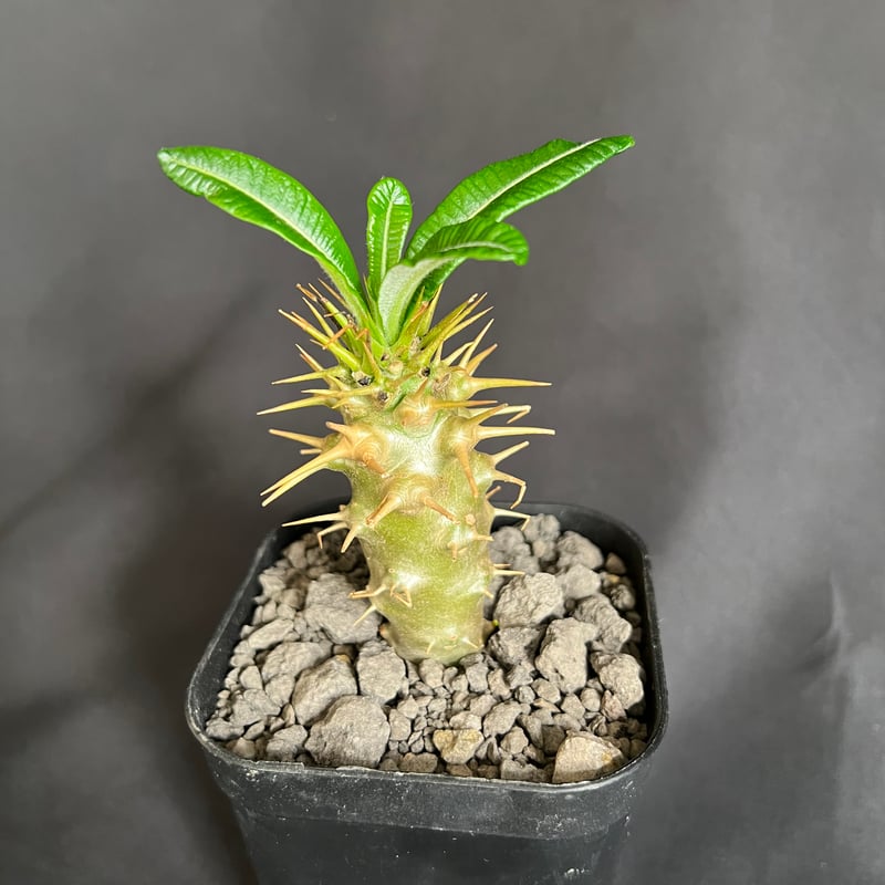 パキポディウム・アンボンゲンセ実生 ④ | HANDS PLANTS