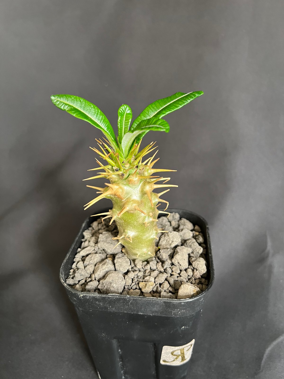 パキポディウム・アンボンゲンセ実生 ④ | HANDS PLANTS