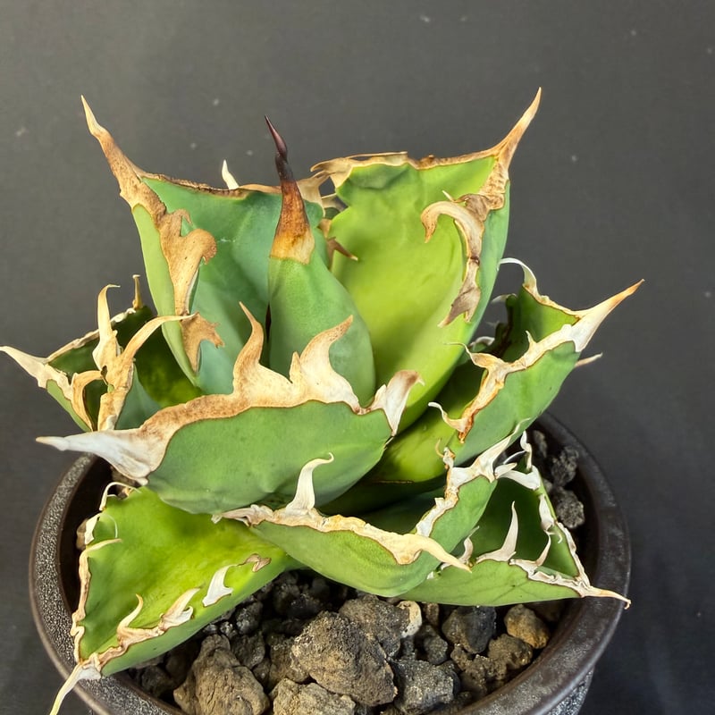 アガベ チタノタ クラブ（蟹） 鉢 65 | HANDS PLANTS