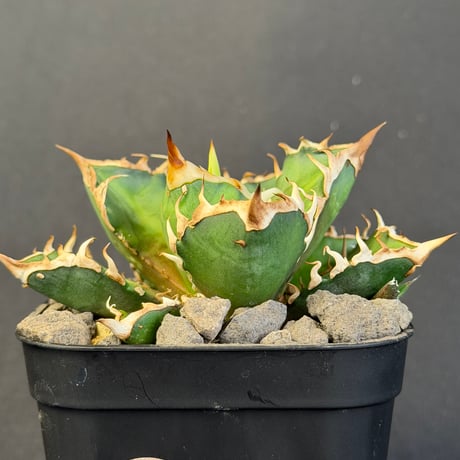 レッドキャットウィーズル | STORES