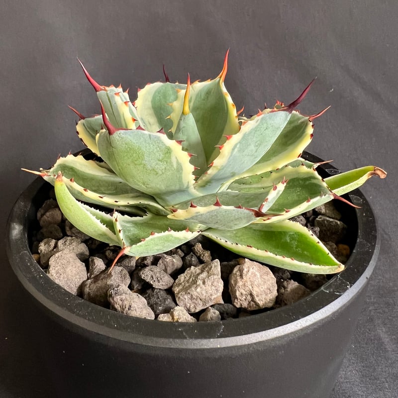 アガベ 吉祥冠錦 | HANDS PLANTS