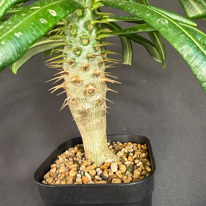 パキポディウム・アンボンゲンセ実生 k88 | HANDS PLANTS