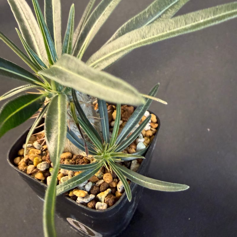 グラキリス 実生 Ⅺ 13 | HANDS PLANTS