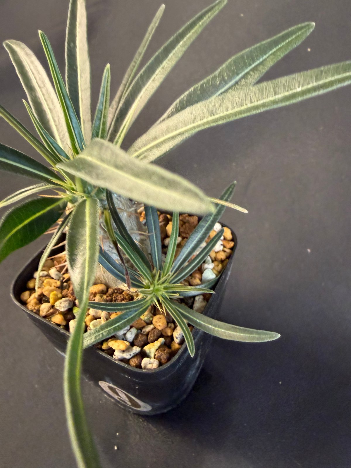 グラキリス 実生 Ⅺ 13 | HANDS PLANTS