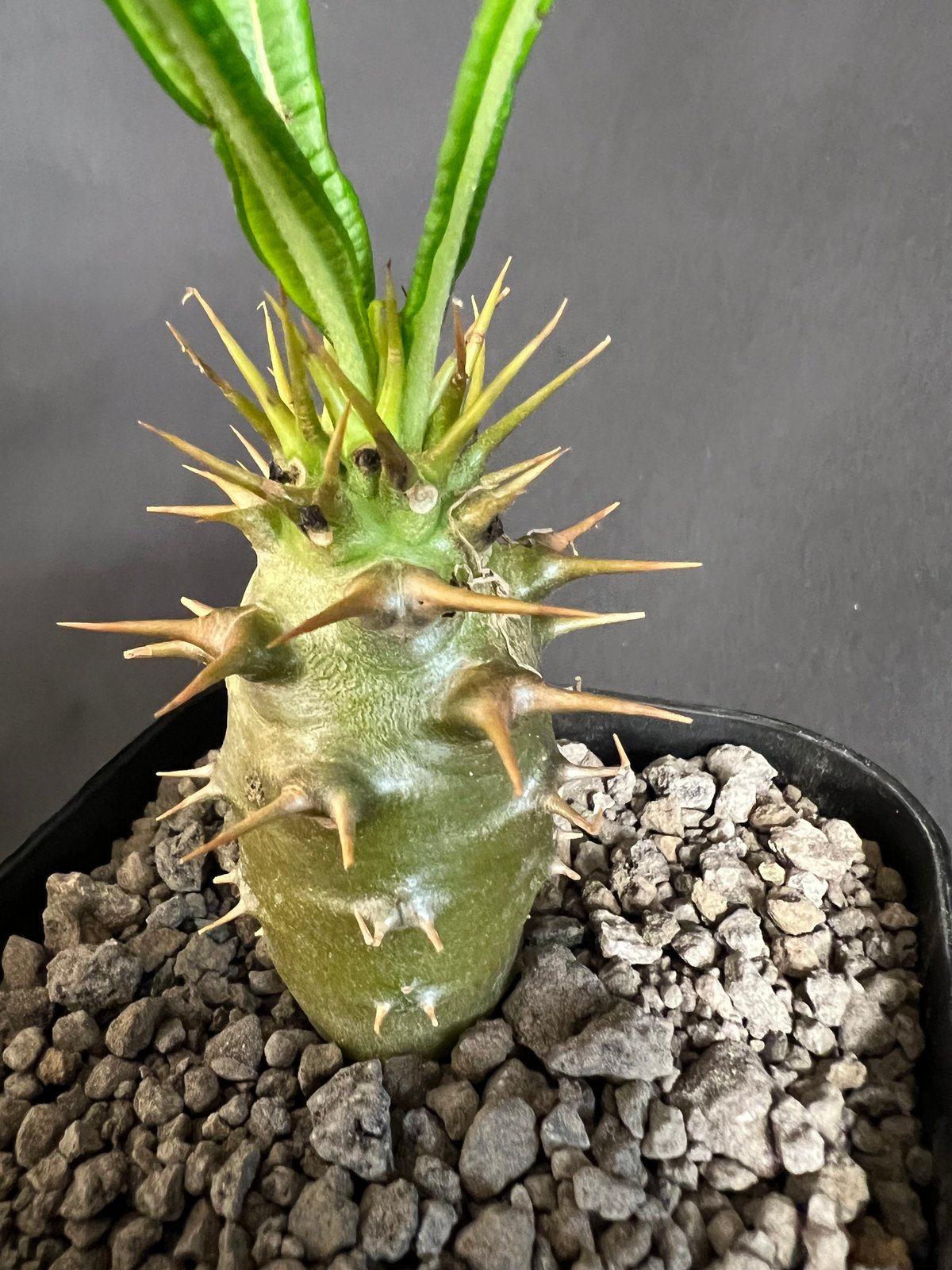 【国内実生株】パキポディウム アンボンゲンセ2 パキポディウム アンボンゲンセ 実生 2 新しく入手した実生の