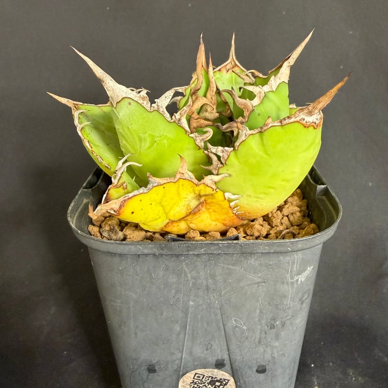 アガベ チタノタ 白鯨 ライムグリーン58 | HANDS PLANTS