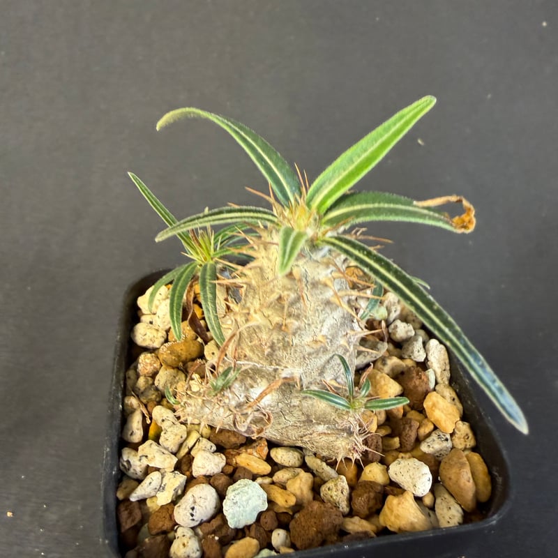 グラキリス 実生 13 ny | HANDS PLANTS