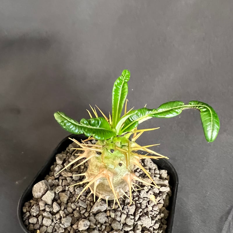 パキポディウム・アンボンゲンセ実生 | HANDS PLANTS