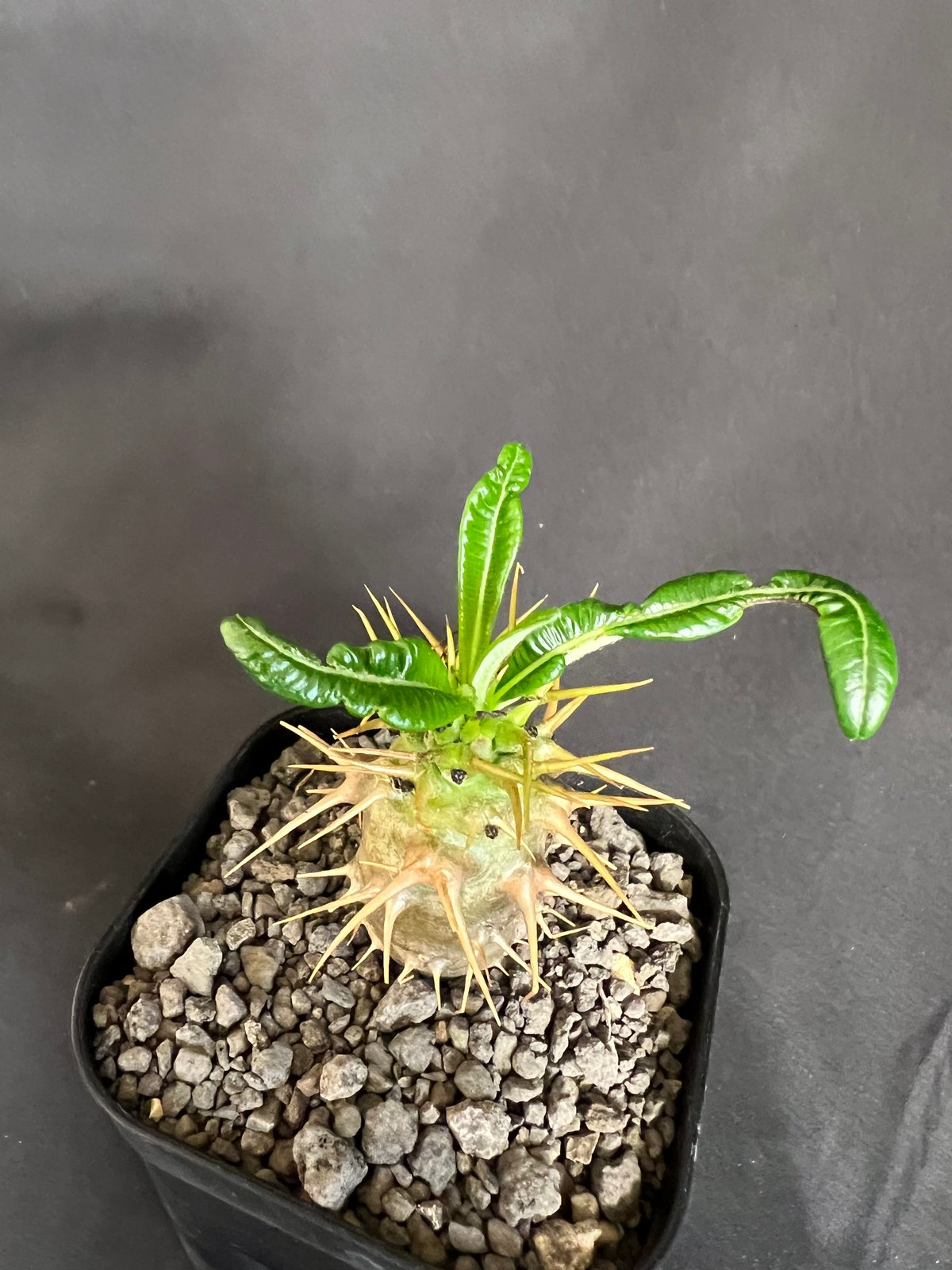 パキポディウム・アンボンゲンセ実生 | HANDS PLANTS