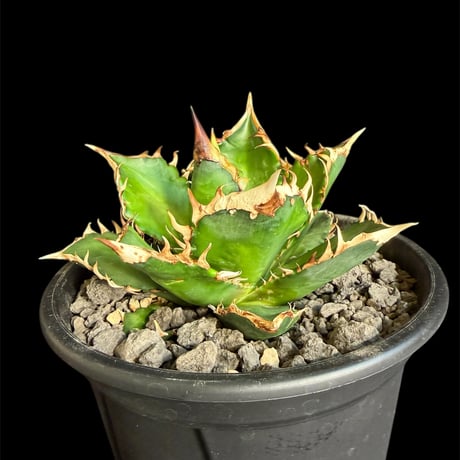 アガベ　チタノタ　レッドキャットウィーズル　7号 アガベ チタノタ レッド キャットウィーズル をオンラインストア