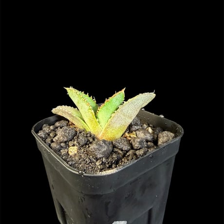 アガベ麻花龍 | STORES