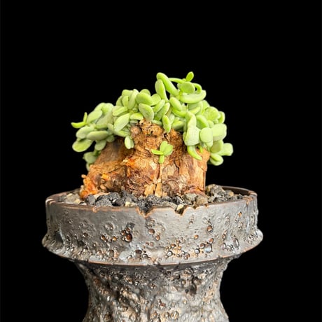 ケラリアピグマエア | STORES