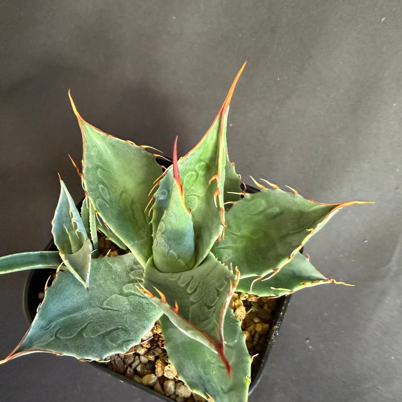 アガベ・パラサナ B | HANDS PLANTS