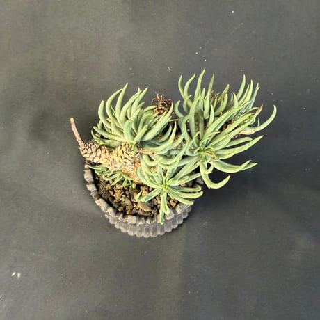 チレコドン・ペアルソニー（Tylecodon pearsonii）178