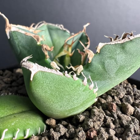 値下げ‼️有望株！アガベ南アフリカダイヤモンド！SAD ！子株！陽炎！