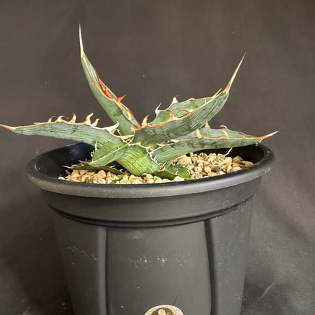 アガベ　キシロカナンサ　5号