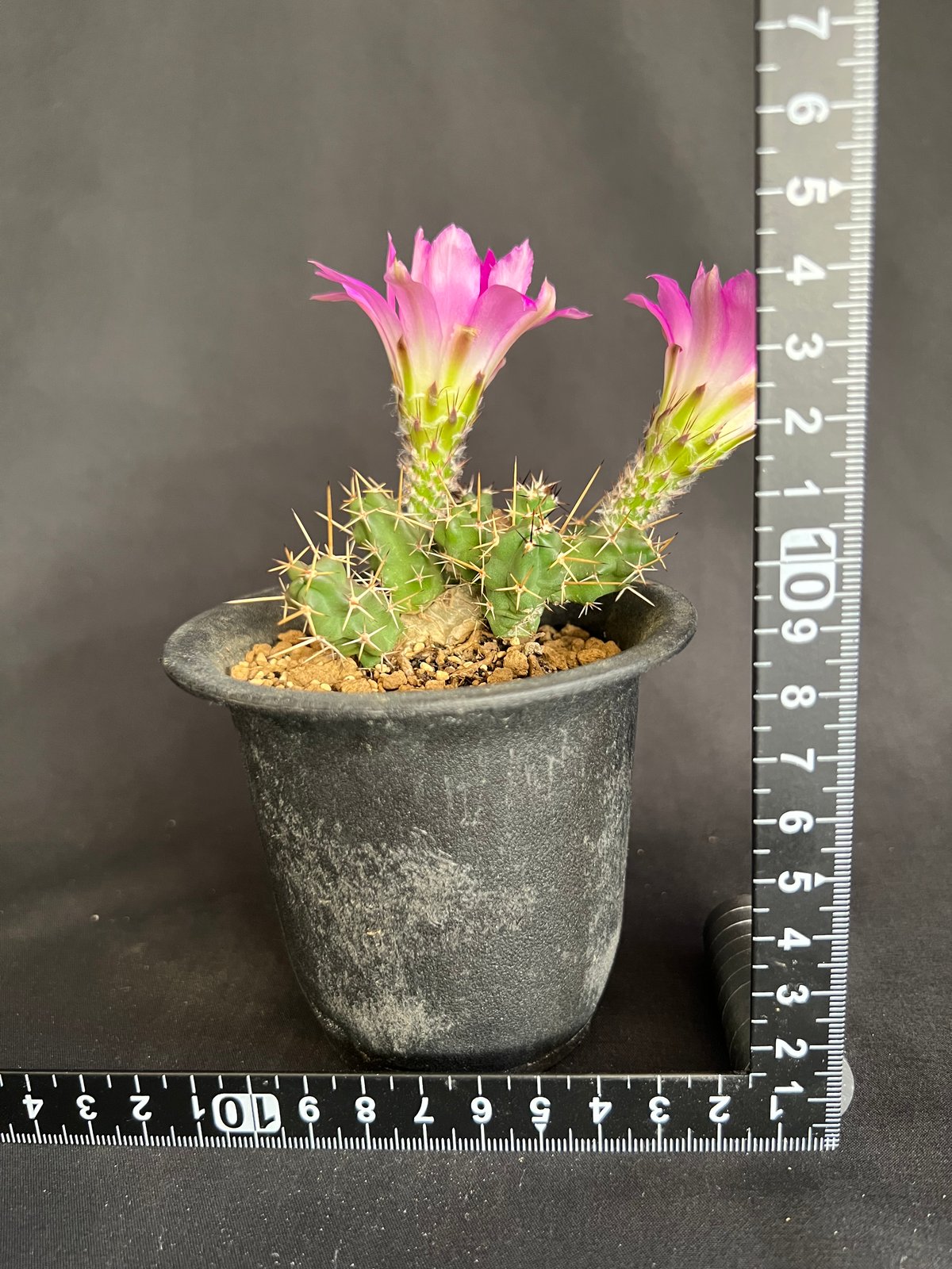 エキノケレウス 美花角 | HANDS PLANTS