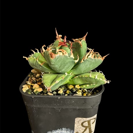 助けてください！【台湾株】アガベチタノタ　魔丸　スパチタ　魔花　ボールタイプ 助けてください！【台湾株】アガベチタノタ 魔丸 スパチタ 魔花 ボール